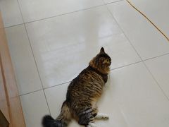 -宠福鑫动物医院(城北分院)