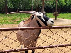 -大连森林动物园