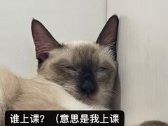 -李小姐の猫咖啡馆(五角场店)