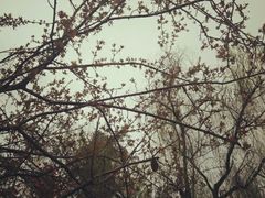 android_upload_pic-富乐山
