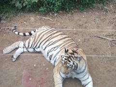 -大连森林动物园