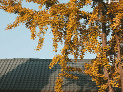 -南海禅寺