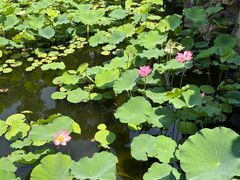 -上海醉白池公园