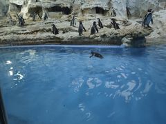 -帝企鹅自助餐厅•儿童岛•真企鹅(长隆企鹅酒店)