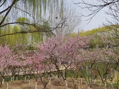 -大兴滨河森林公园