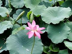 -莲花池公园