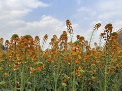 -中国天府农业博览园