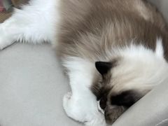 -爱洗澡的猫(天河路店)