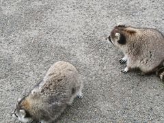 -上海野生动物园