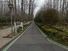 -合肥滨湖国家森林公园