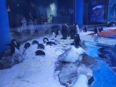 -上海海昌海洋公园