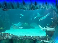 -悉尼海洋生物水族馆