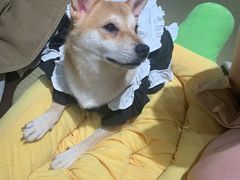 -逗柴咖啡屋·狗咖猫咖宠物桌游