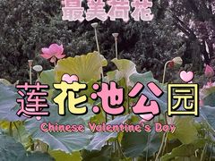 -莲花池公园