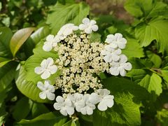 -郑州中国绿化博览园