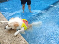 -汪说喵讲宠物乐园宠物酒店(红星美凯龙店)