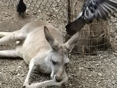 -可伦宾野生动物保护区