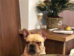 -柯斗斗主题餐厅·狗咖·围炉煮茶·茶饮(国瑞升平里店)