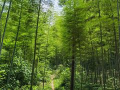 -龙坞茶村