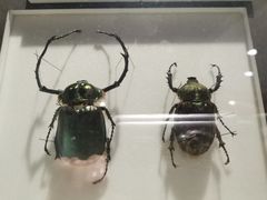 -上海昆虫博物馆