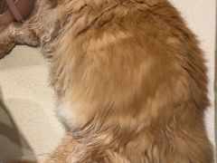 -藏猫猫咖啡主题馆(中央大道店)