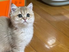 -东方名猫馆·英短金渐层布偶猫舍(环线广场1号楼店)