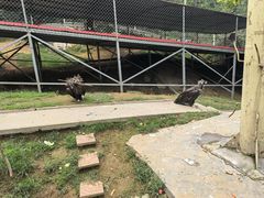 -西霞口神雕山野生动物世界