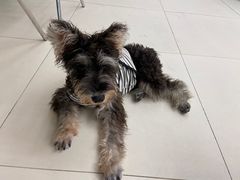 -怪兽屋·羊驼·猫咖·狗咖(俊华广场店)