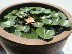 景观位-阿林有机农庄