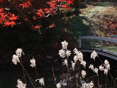 -花开海上生态园