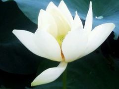 -丽清大别山鹅火锅(潜山路店)