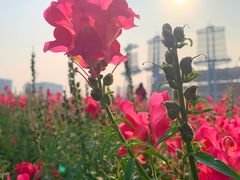 -海心沙亚运公园