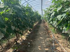 -马陆小张葡萄园农家乐