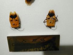 -上海昆虫博物馆