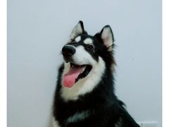 -汪星球宠物生活馆