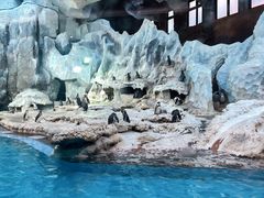 -帝企鹅自助餐厅•儿童岛•真企鹅(长隆企鹅酒店)