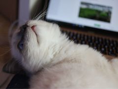 -Bastet sally猫舍购宠(静安店)