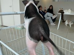 -怪兽屋·羊驼·猫咖·狗咖(俊华广场店)