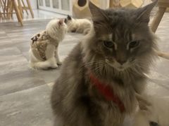 -楼上猫咖(罗湖店)