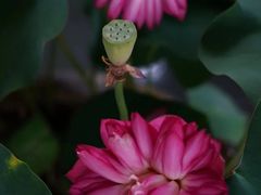 -杭州植物园