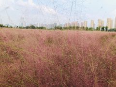 -映月湖中央公园