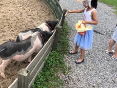 -前小桔亲子创意农场·草莓采摘·露营烧烤