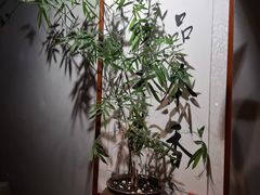 -本处·素食·融合料理(南油店)