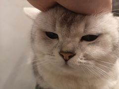 -猫儿山۰猫主题餐厅