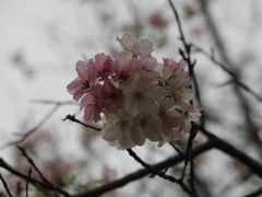 -天适樱花悠乐园