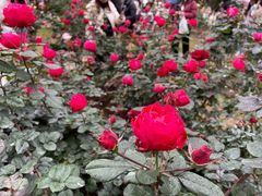 -人民公园(罗湖区)