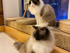 -Catmate·猫肥家润(金润铂宫店)