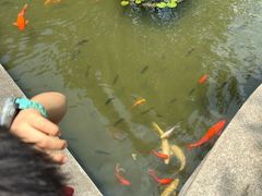 -碧江金楼