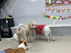 -汪说·狗咖(旺城大厦店)