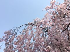-西安青龙寺遗址景区